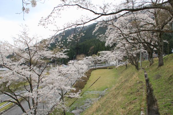 志戸坂峠の桜並木